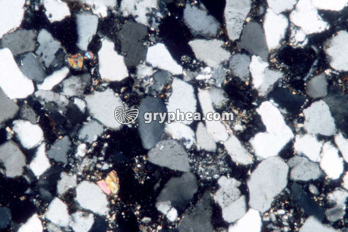 Grès à quartz engrené LPA x25 - gryphea.com